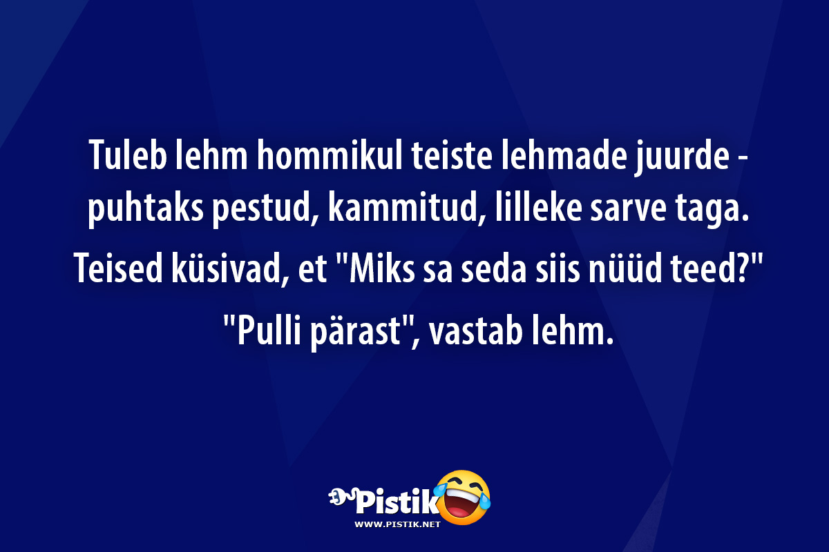 Tuleb lehm hommikul teiste lehmade juurde - puhtaks pes ...