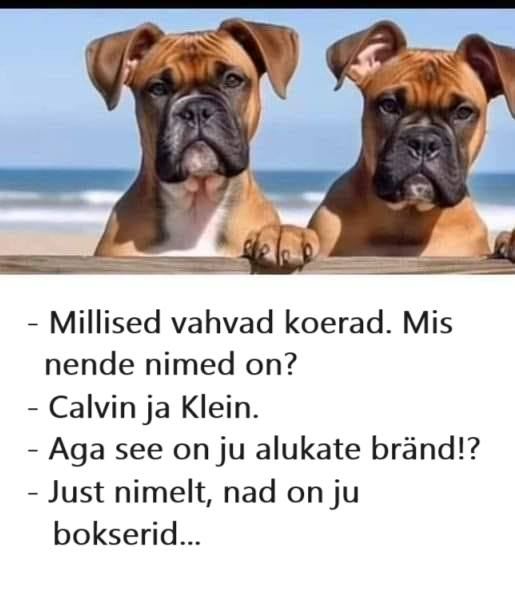Bokserid Calvin ja Klein