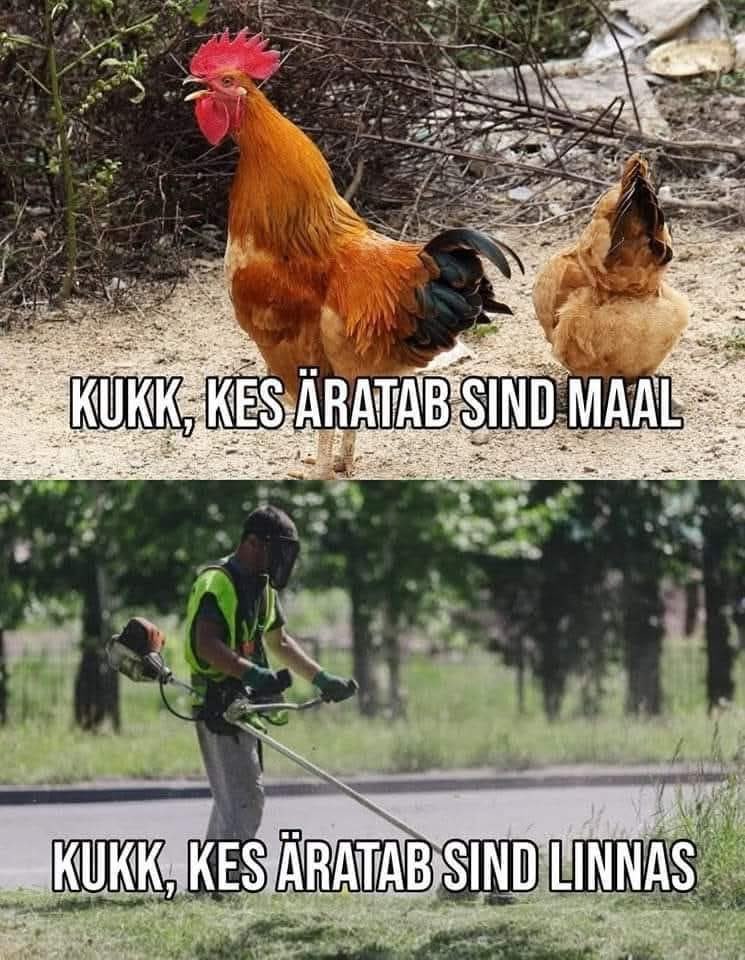 Kuked kes sind äratavad