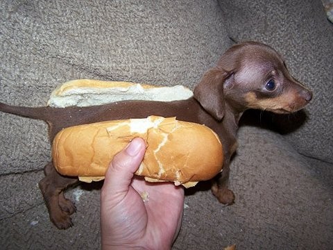 Hot dog