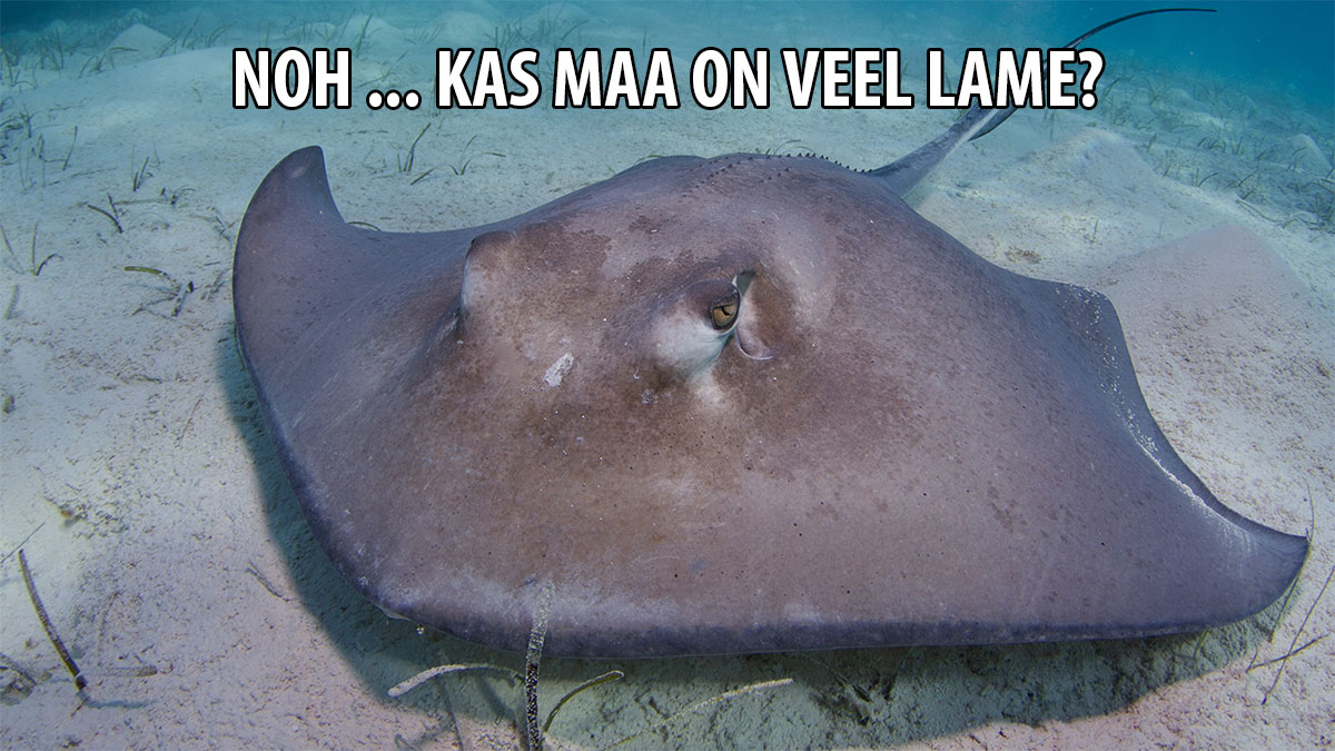 Noh ... kas maa on veel lame?