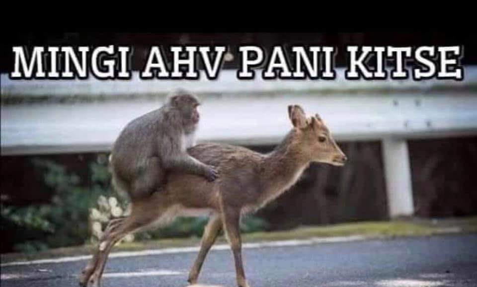Mingi ahv pani kitse Mingi ahv pani kitse