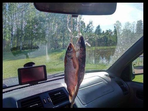 Kalamehe lõhnakuusk