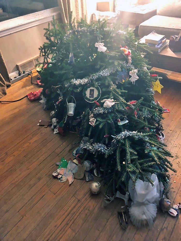 Kuusk on välja visatud?