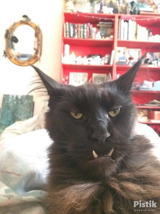 Vampiirkass