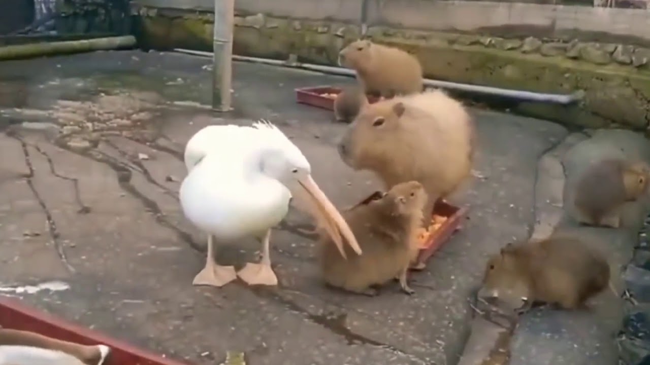 Vaata kuidas pelikan üritab süüa veesiga