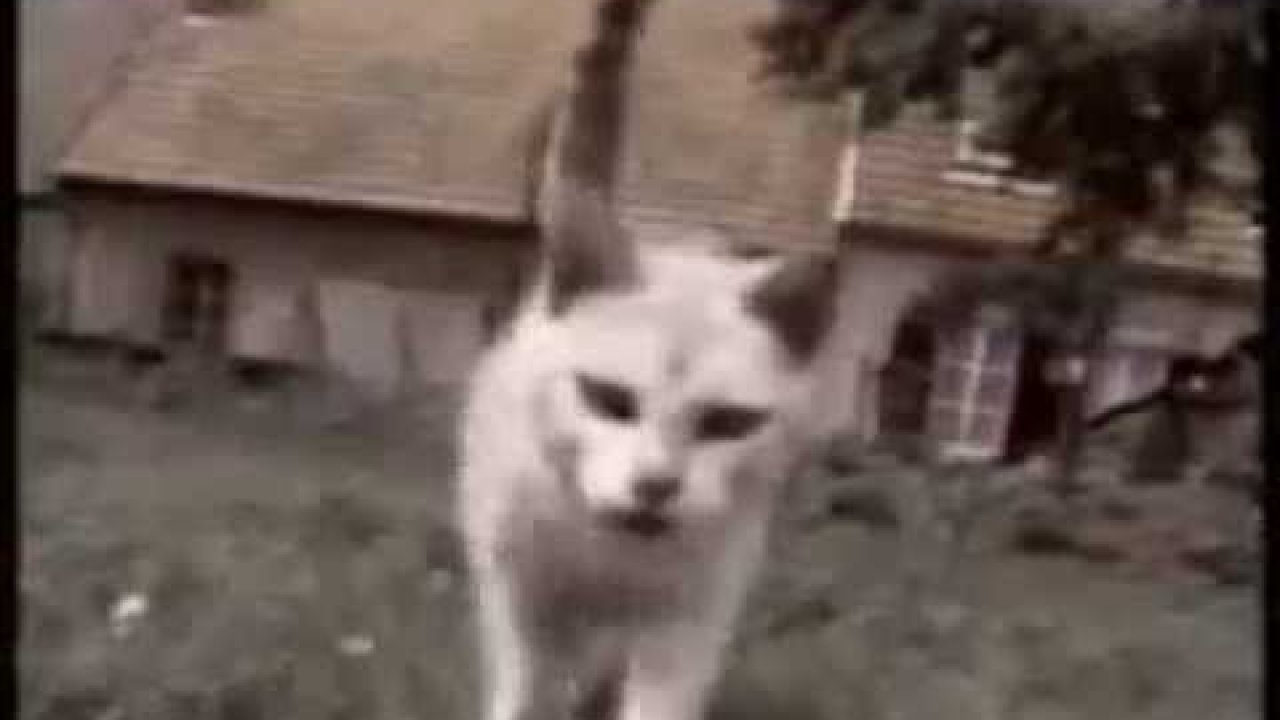 Video e-kaart Naljakad loomad