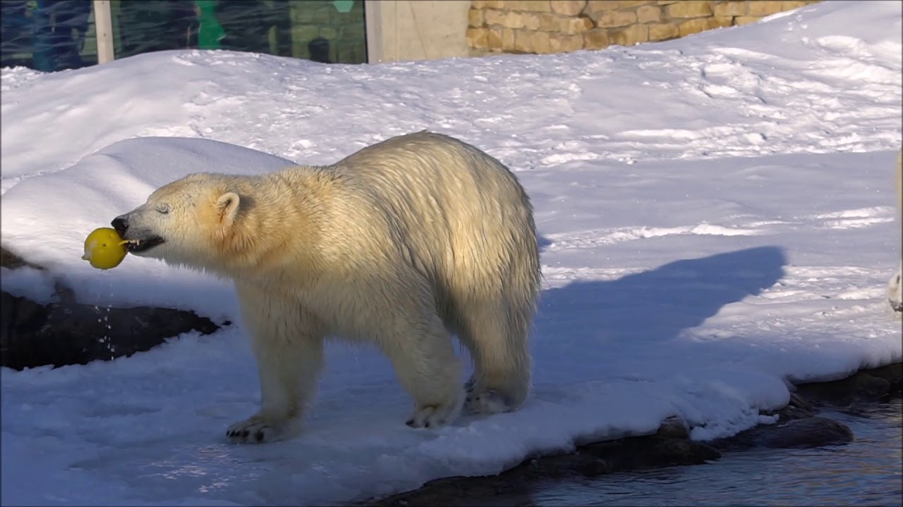 Video e-kaart Tallinna loomaia jääkarud lumes möllamas