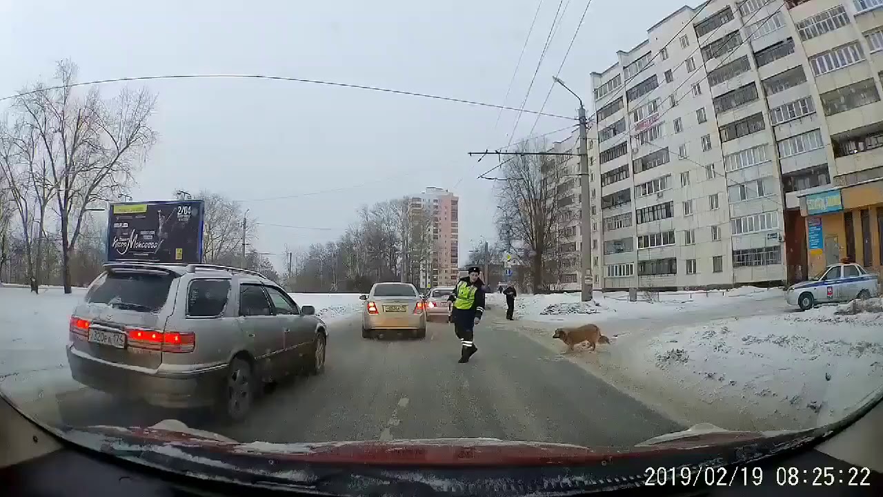 Venemaa politsei laseb koera üle tee
