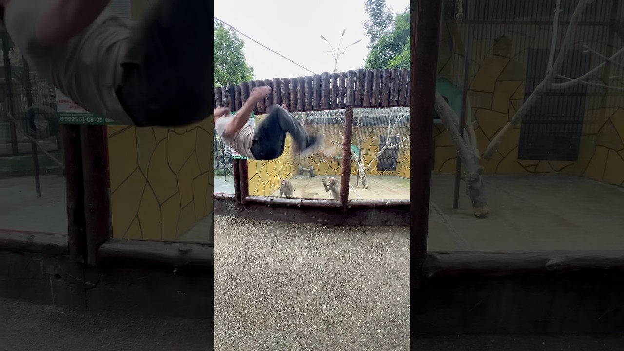 Video e-kaart Üks väike salto ahvidele