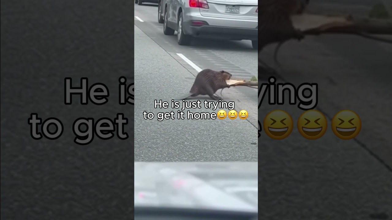 Kobras üritab kõigest väest koju jõuda Kobras üritab kõigest väest koju jõuda