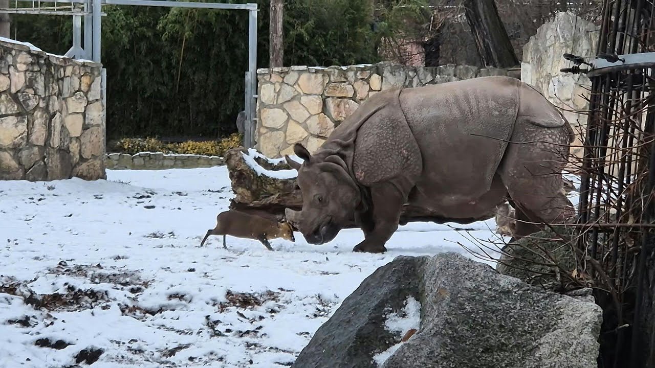 Video e-kaart Ninasarvik vs kits