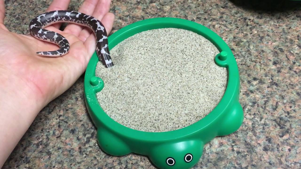 Väike madu peidab pea liiva alla Väike madu peidab pea liiva alla