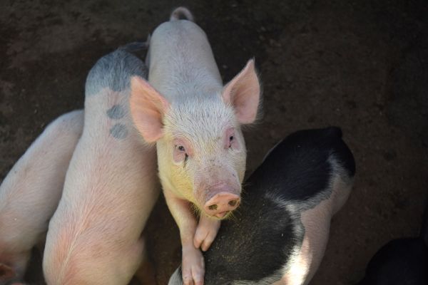 Ka Põlvamaa 6700 seaga farmis on sigade Aafrika katku kahtlus