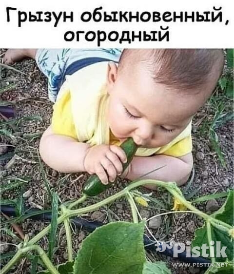 Грызун обыкновенный...