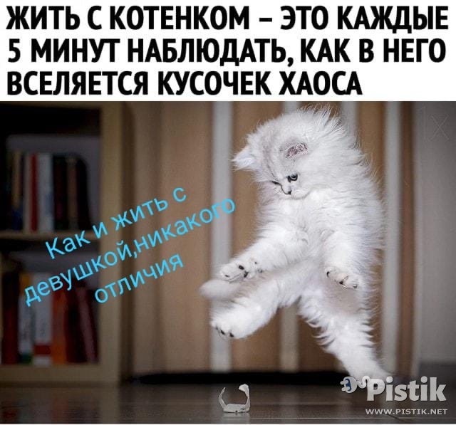 Жить с котенком 