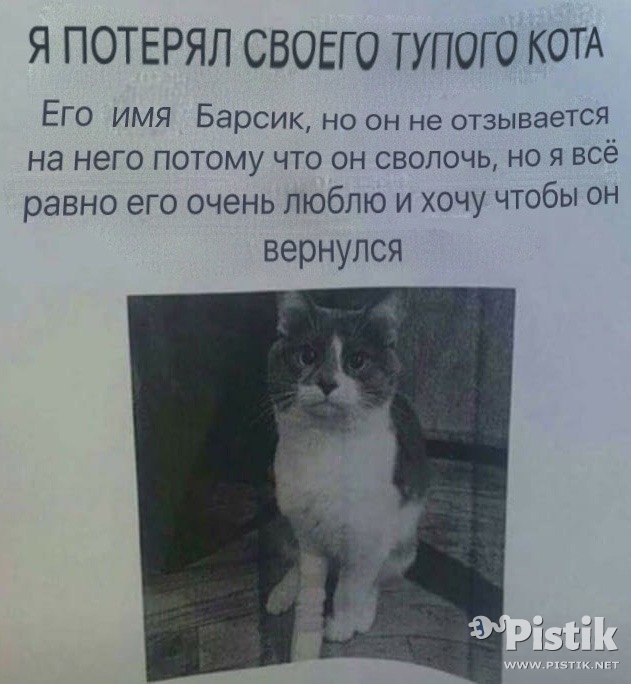 Я потерял своего тупого кота...