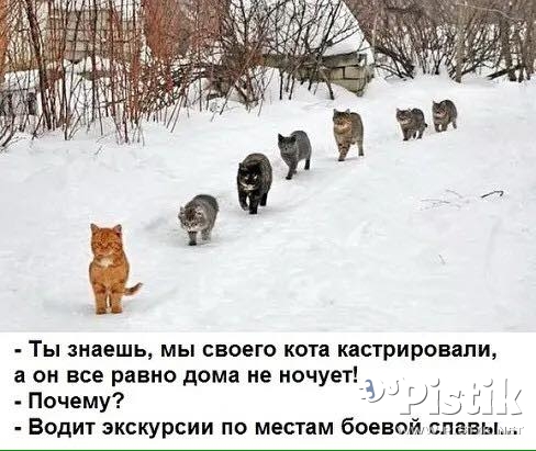 Ты знаешь, мы своего кота кастрировали... 