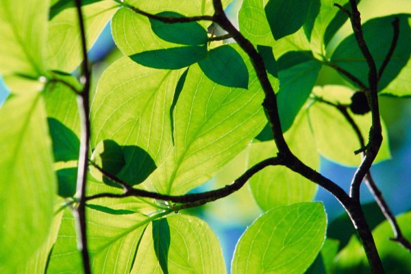 vista 11 – taustapilt